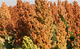 early sorghum seed / grain / hybrid / suitable for dry areas
