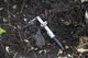 root dendrometer / aquatic plant / with data logger