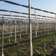 concrete post / trellis / vineyard / for orchards