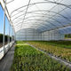 multi span greenhouse / ornamentals production / commercial production / plastic