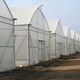 multi span greenhouse / commercial production / gardening / ornamentals production