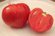 red tomato seed / round