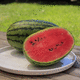 very early watermelon seed / red / green