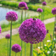 perennial floral plant / purple / for garden / bulb