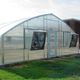 monotunnel greenhouse / ornamentals production / plastic