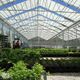 venlo greenhouse / commercial production / plastic