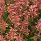 perennial floral plant / orange / for gardens / for attracting butterflies