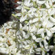 pot flowering shrub / for flower beds / white flowers