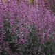 perennial floral plant / purple / for gardens / for attracting butterflies