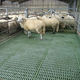 plastic slatted floor / for sheep breeding / non-slip