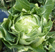 early cauliflower seed / summer / hybrid
