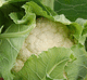 early cauliflower seed / summer / hybrid