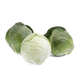 autumn cabbage seed / hybrid