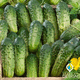 medium cucumber seed / powdery mildew resistant / scab resistant / annual
