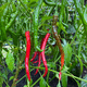 early pepper seed / green / hybrid / red