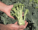 broccoli seed
