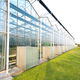 venlo greenhouse / commercial production / research / glass