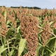 very early sorghum seed / grain / cold-resistant / water stress resistant