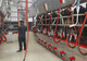 cow milking parlour / herringbone / double up