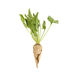 sugar beet seed / rhizomania resistant / conical / white