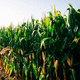 early corn seed / grain / leaf blight resistant / medium plant height