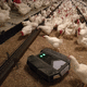 multipurpose farm robot / autonomous / for poultry breeding