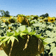 early sunflower seed / sclerotinia resistant / leaf blight resistant / resistant to lodging