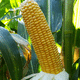 very early corn seed / silage / helminthosporiosis resistant / fusarium resistant