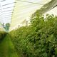 greenhouse film / plastic / white / green