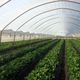 greenhouse film / plastic / anti-drip
