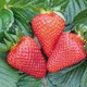 medium early strawberry seed / anthracnose resistant / leaf blight resistant / red