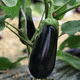 early aubergine seed / annual / for greenhouse cultivation