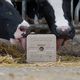 cattle lick block / with trace elements / salt / magnesium