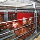 layer rearing cage