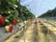 hydroponic system