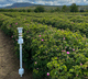 precipitation weather station / wind speed / soil moisture / wind direction