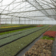 multi span greenhouse / commercial production / plastic / steel frame