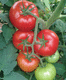 red tomato seed / mosaic virus resistant / round