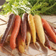 early carrot seed / annual / hybrid / conical