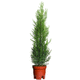 coniferous tree