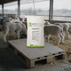 animal feed supplement / sheep / lambs / calcium