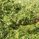 silage additive