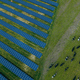 livestock agrivoltaic structure / for cattle