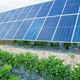 livestock agrivoltaic structure / for crops