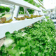 vertical farming system