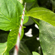 plant support twine / for horticulture / for greenhouse