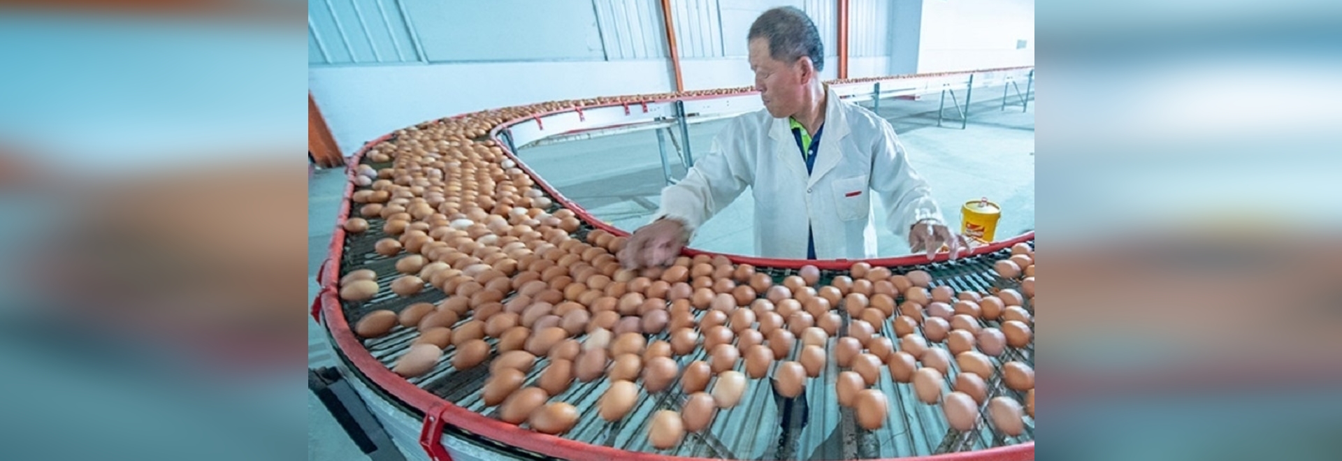 How much does it cost to raise 10000 layer chickens? Qing Wei Lu
