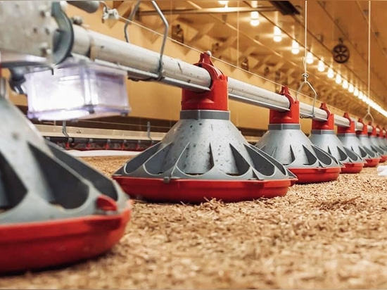 Floor-Based Broiler Farming Equipment Solutions – Fully Automatic, Semi-Automatic & Manual Systems