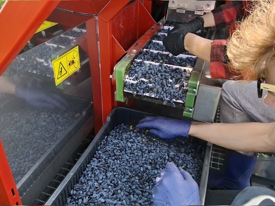 Haskap-Beeren bei der Auswahl