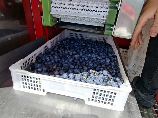 Blueberry harvest in Romania
